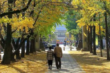 銀杏並木を歩く高齢の夫婦